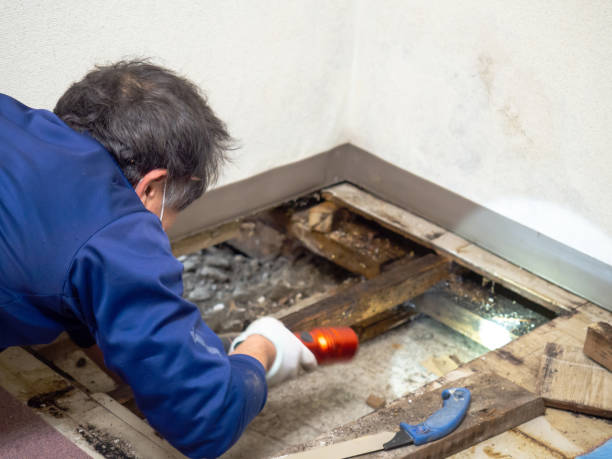 Best Residential Mold Removal  in Wellsboro, PA