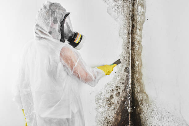 Best Attic Mold Removal  in Wellsboro, PA