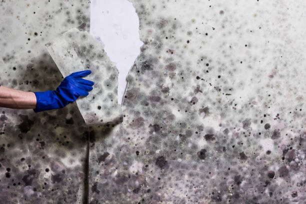Best Certified Mold Removal  in Wellsboro, PA