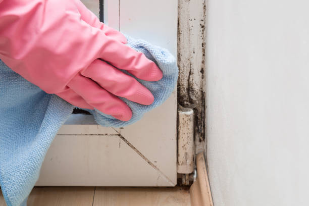 Best Commercial Mold Removal  in Wellsboro, PA